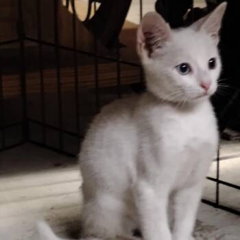 Aster -  Domestic Short Hair Cat for Adoption in League City, Texas - Aster | PetCurious
