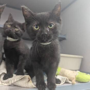 Banana Ben -  Domestic Short Hair Cat for Adoption in Evansville, Indiana - Banana Ben | PetCurious