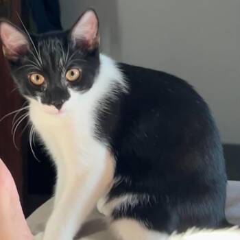Sebastian -  Tuxedo and Domestic Short Hair Cat for Adoption in Harrisburg, Pennsylvania - Sebastian | PetCurious