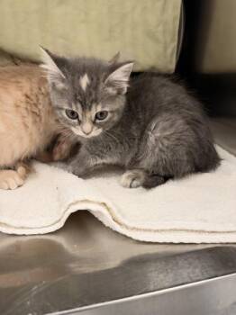 Willow -  Domestic Medium Hair and Domestic Short Hair Cat for Adoption in Montreal, Quebec - Willow | PetCurious