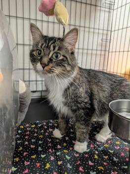 Satchel -  Tabby Cat for Adoption in Grand Junction, Colorado - Satchel | PetCurious