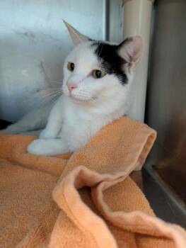 Aine - At shelter -  Domestic Short Hair Cat for Adoption in Rustburg, Virginia - Aine - At Shelter | PetCurious