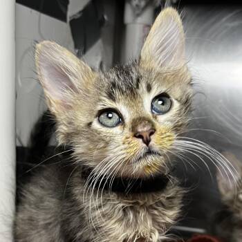 Omelette -  Domestic Short Hair Cat for Adoption in Palm Springs, California - Omelette | PetCurious