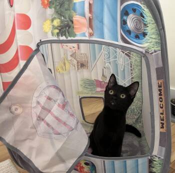 Milky -  Domestic Short Hair Cat for Adoption in North Haven, Connecticut - Milky | PetCurious