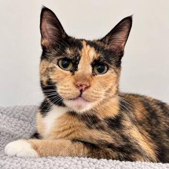 Cassandra -  Calico Cat for Adoption in Los Angeles, California - Cassandra | PetCurious