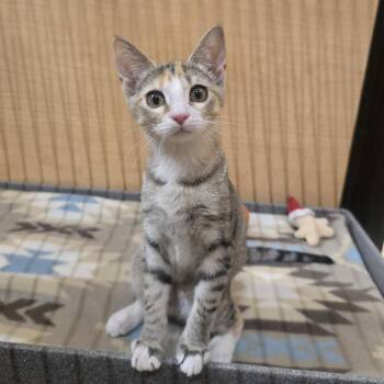 Trixie -  Domestic Short Hair Cat for Adoption in Warr Acres, Oklahoma - Trixie | PetCurious