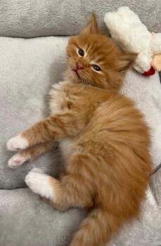 Domestic Medium Hair and Tabby Cats Available for Adoption in Campbell, California - Marmalade | PetCurious