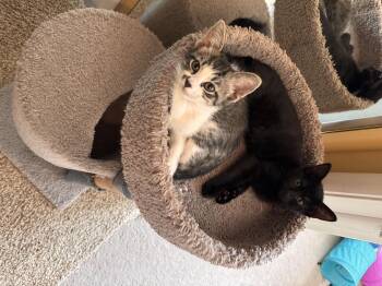 Miranda -  Domestic Short Hair Cat for Adoption in Bethel Park, Pennsylvania - Miranda | PetCurious