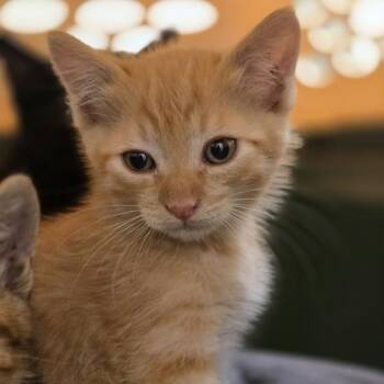 Gomez -  Domestic Short Hair Cat for Adoption in Oakland, California - Gomez | PetCurious