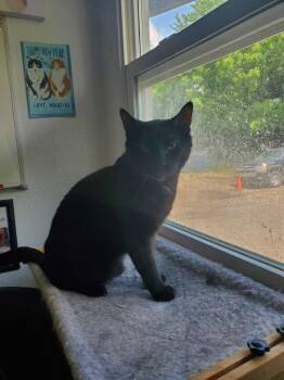 Thumper and Bambi -  Domestic Short Hair Cat for Adoption in Kalamazoo, Michigan - Thumper And Bambi | PetCurious