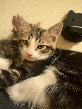 Raspberry -  Domestic Short Hair Cat for Adoption in Vancouver, Washington - Raspberry | PetCurious