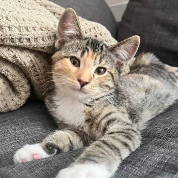 Clementine -  Domestic Short Hair Cat for Adoption in Grantsville, Utah - Clementine | PetCurious