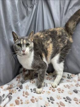 Rescue Domestic Short Hair Cats for Adoption in Grovetown, Georgia - A118893 | PetCurious