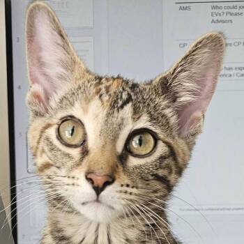 Peanut -  Domestic Short Hair Cat for Adoption in Chicago, Illinois - Peanut | PetCurious