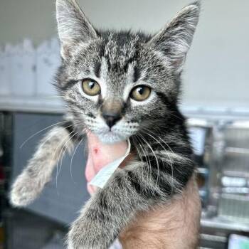 Domestic Short Hair Cats Available for Adoption - Mahogany | PetCurious