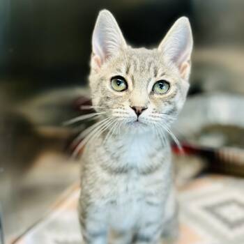 Domestic Short Hair Cats Available for Adoption in Jackson Township, New Jersey - Flicker  | PetCurious