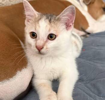 Paige -  Domestic Short Hair Cat for Adoption in Nantucket, Massachusetts - Paige | PetCurious