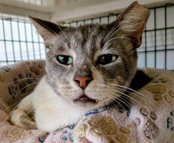 Cricket -  Domestic Short Hair Cat for Adoption in St. Augustine, Florida - Cricket | PetCurious