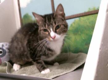 Domestic Short Hair Cats Available for Adoption in Houston, Texas - SQUIRT | PetCurious
