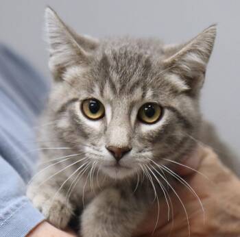Arnold (AO37224) -  Domestic Short Hair Cat for Adoption in Kansas City, Kansas - Arnold (AO37224) | PetCurious