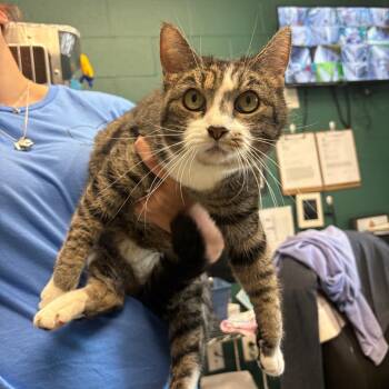 Domestic Short Hair Cats Available for Adoption in Parkersburg, West Virginia - Fiesty | PetCurious