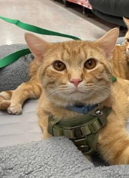 Cheese Stick -  Domestic Short Hair Cat for Adoption in Bourbonnais, Illinois - Cheese Stick | PetCurious
