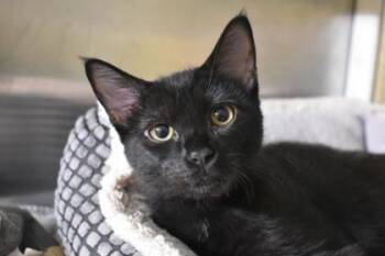 Cumin -  Domestic Medium Hair and Domestic Short Hair Cat for Adoption in Kansas City, Missouri - Cumin | PetCurious