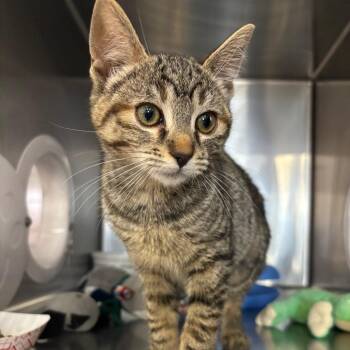 Gamora -  Domestic Short Hair Cat for Adoption in Spokane, Washington - Gamora | PetCurious