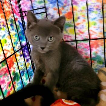 Chad -  Domestic Short Hair Cat for Adoption in Belfair, Washington - Chad | PetCurious