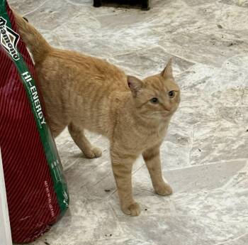 Rescue Domestic Short Hair Cats for Adoption in Cando, North Dakota - Leonard | PetCurious