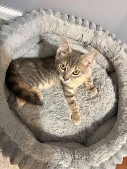 Luna -  Domestic Short Hair Cat for Adoption in Pitman, New Jersey - Luna | PetCurious