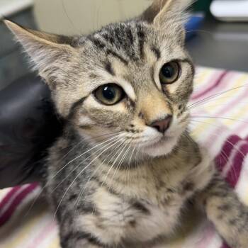 Luke -  Domestic Short Hair Cat for Adoption in Lakewood, Colorado - Luke | PetCurious