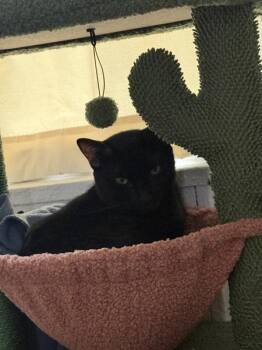 Eduardo -  Domestic Short Hair Cat for Adoption - Eduardo | PetCurious