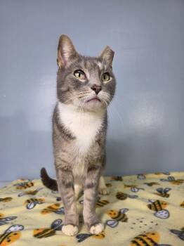 Tabby and Domestic Short Hair Cats Available for Adoption in Greensburg, Pennsylvania - Purrtrick | PetCurious