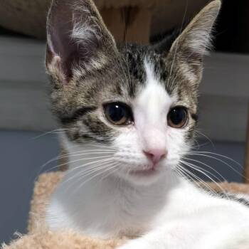 Rosie -  Domestic Short Hair Cat for Adoption in Wadsworth, Ohio - Rosie | PetCurious