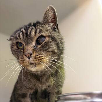 Domestic Short Hair Cats Available for Adoption - 70201 | PetCurious