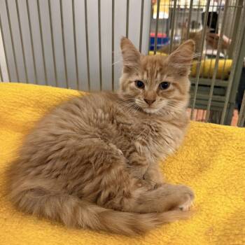 Toby -  Domestic Long Hair Cat for Adoption in Wappingers Falls, New York - Toby | PetCurious