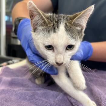 Nico -  Domestic Short Hair Cat for Adoption in Ojai, California - Nico | PetCurious
