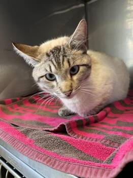 BONE -  Domestic Short Hair Cat for Adoption in Santa Cruz, California - BONE | PetCurious