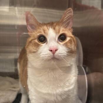 Prometheus -  Domestic Short Hair Cat for Adoption in Evanston, Illinois - Prometheus | PetCurious