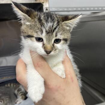 Eleanor -  Domestic Short Hair Cat for Adoption in Corbin, Kentucky - Eleanor | PetCurious