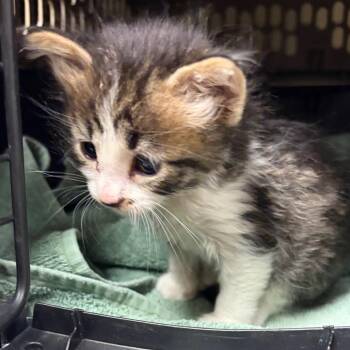 Weebus -  Domestic Short Hair Cat for Adoption in Reno, Nevada - Weebus | PetCurious