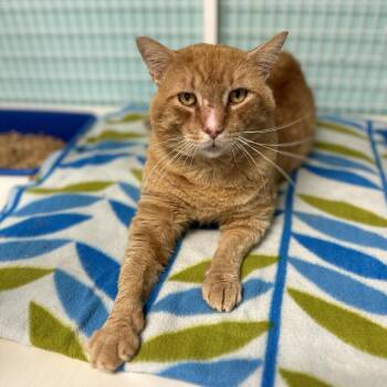 Domestic Medium Hair Cats Available for Adoption in Port Richey, Florida - Mufasa | PetCurious