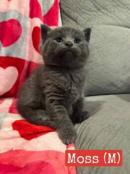 Moss -  Domestic Short Hair Cat for Adoption in Hamilton, Ohio - Moss | PetCurious