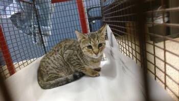 ROCCO -  Domestic Short Hair Cat for Adoption in Doral, Florida - ROCCO | PetCurious