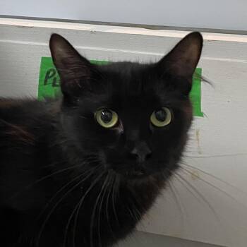 Rescue Domestic Medium Hair Cats for Adoption in Stanstead, Quebec - Abby | PetCurious