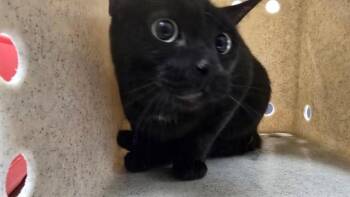 AUNTIE -  Domestic Short Hair Cat for Adoption in Thousand Palms, California - AUNTIE | PetCurious