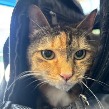 Lady (Marishka) -  Domestic Short Hair Cat for Adoption in Montgomery, Alabama - Lady (Marishka) | PetCurious