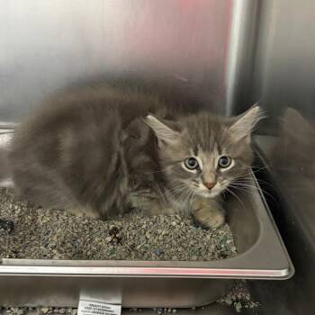 Cactus 8485 -  Domestic Medium Hair Cat for Adoption in Columbus, Georgia - Cactus 8485 | PetCurious
