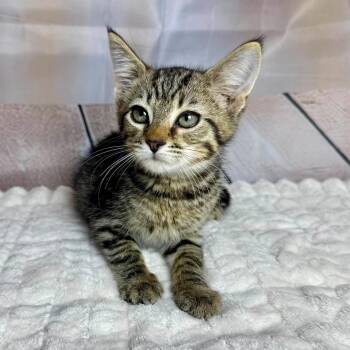 Twix -  Tabby and Domestic Short Hair Cat for Adoption in Greensburg, Pennsylvania - Twix | PetCurious
